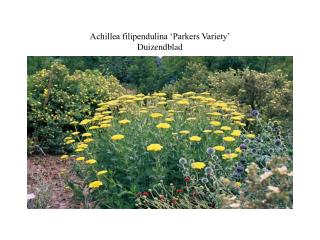 Achillea filipendulina ‘Parkers Variety’ Duizendblad