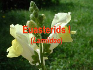 Euasterids I ( Lamiidae )
