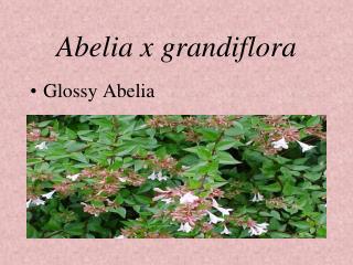 Abelia x grandiflora