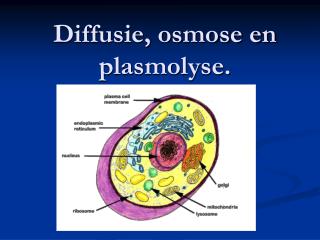 Diffusie, osmose en plasmolyse.