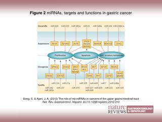 Figure 2 miRNAs, targets and functions in gastric cancer