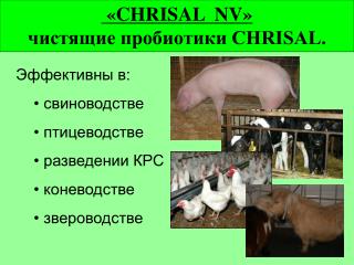 «CHRISAL NV» чистящие пробиотики CHRISAL.