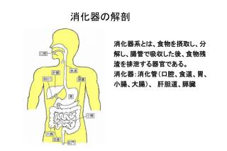 消化器の解剖