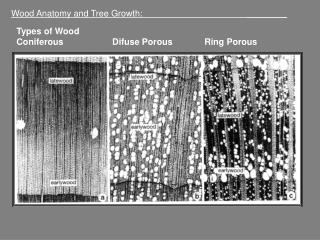 Wood Anatomy and Tree Growth: ________