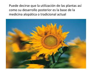 existiendo un regreso a las técnicas más tradicionales de manejo y elaboración de la plantas.