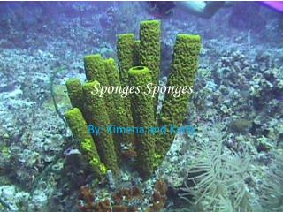 Sponges Sponges