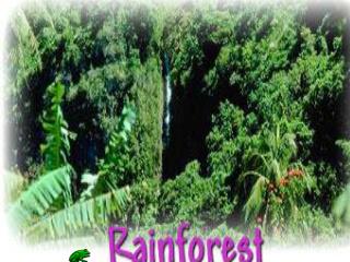 Rain forest