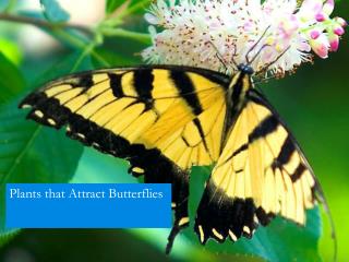 Plants that Attract Butterflies