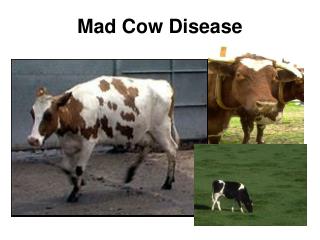 Mad Cow Disease
