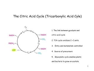 The Citric Acid Cycle (Tricarboxylic Acid Cyle)