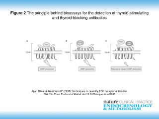 Ajjan RA and Weetman AP (2008) Techniques to quantify TSH receptor antibodies