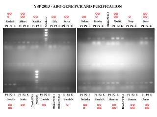 YSP 2013 - ABO GENE PCR AND PURIFICATION