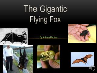 The Gigantic Flying Fox