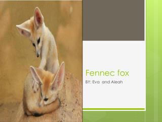 Fennec fox