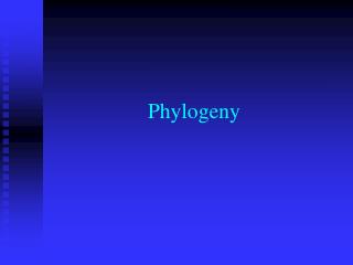 Phylogeny