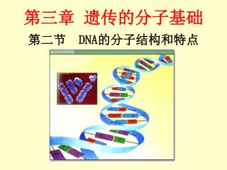 第二节 DNA 的分子结构和特点