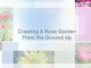 Creating A Rose Garden From the Ground Up