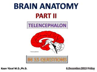 BRAIN ANATOMY PART II