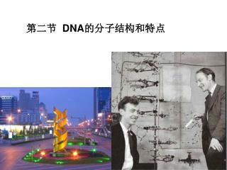 第二节 DNA 的分子结构和特点