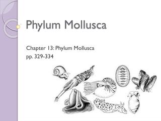 Phylum Mollusca