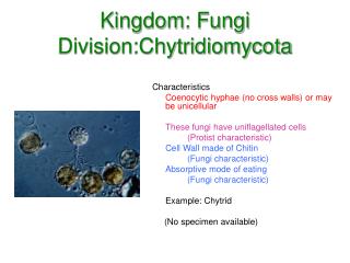Kingdom: Fungi Division:Chytridiomycota