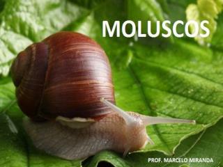 Filo Mollusca (Moluscos)