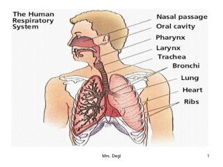 What is Human Respiration ?