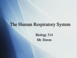 The Human Respiratory System