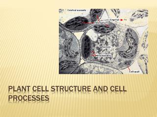 Plant Cell Structure and Cell Processes