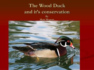 The Wood Duck and it’s conservation By Matt Maguet