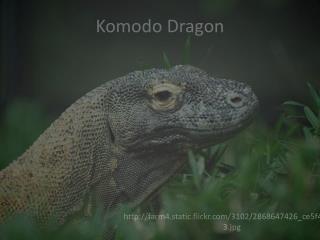 Komodo Dragon