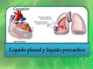 Liquido pleural y liquido pericardico