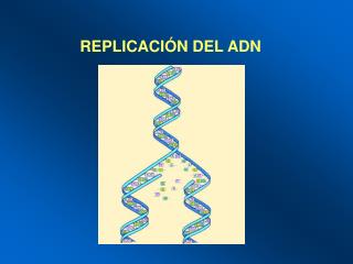 REPLICACIÓN DEL ADN