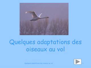 Quelques adaptations des oiseaux au vol