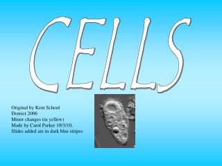 CELLS