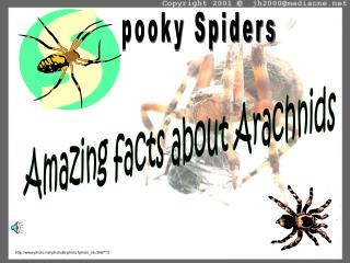 pooky Spiders