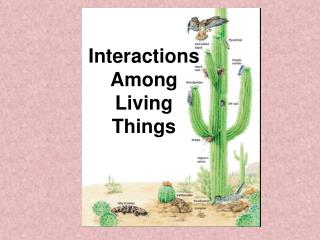 Interactions Among Living Things