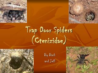 Trap Door Spiders (Ctenizidae)