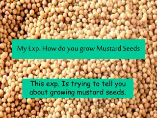 My Exp. How do you grow Mustard Seeds