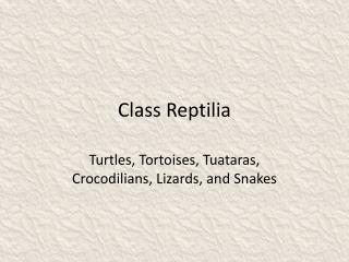 Class Reptilia