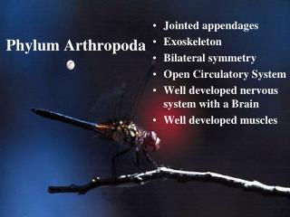 Phylum Arthropoda