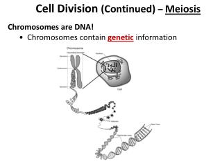 Cell Division (Continued) – Meiosis Chromosomes are DNA!