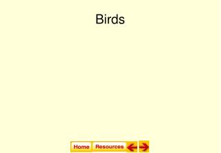 Birds