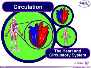 Circulation