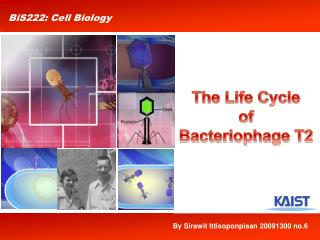 The Life Cycle of Bacteriophage T2