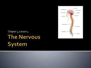 The Nervous System