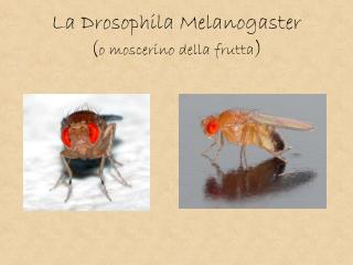 La Drosophila Melanogaster ( o moscerino della frutta )