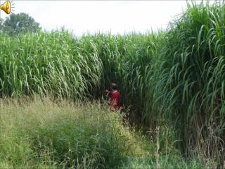 NEW METHOD in the field of Miscanthus propagation for ethanol and power production