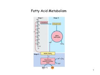 Fatty Acid Metabolism