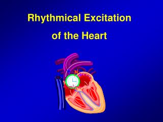 Rhythmical Excitation of the Heart